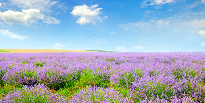 Blooming lavender in a field on a background of blue sky. Wide photo.
