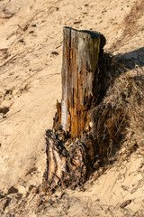 Rotten stump of pine on the shore