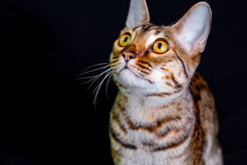 Savannah F5 SBT cat on a black background