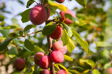 Purple plum on the tree