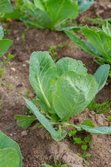 Early cabbage grows on beds in the summer in the garden