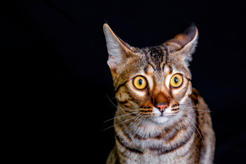 Savannah F5 SBT cat on a black background