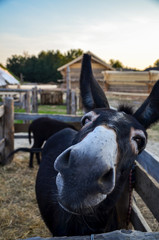 Comical looking donkey shows his nose to beg for food