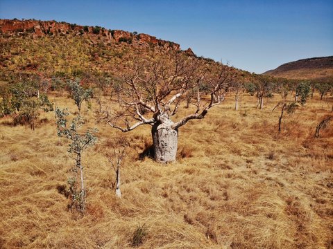 Baobab Tree In The Outback Of The Kimberleys In Western Australia, Australia