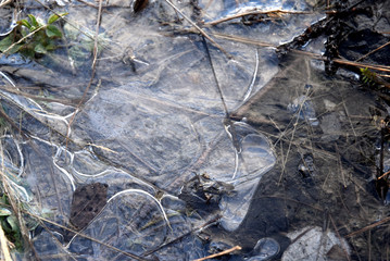 frozen puddle ice winter