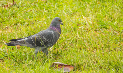 bird common pigeon walking across the field columba livia