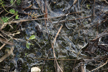 frozen puddle ice winter