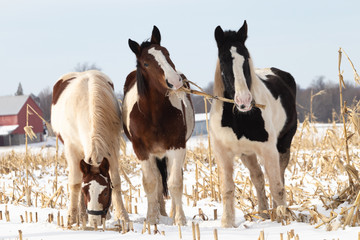 Obraz premium 3 draft horses fighting over a dred corn stalk in a snow filled pasture #1