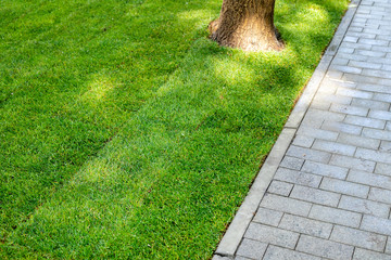 Straigh line of new freshly installed green rolled lawn grass carpet along stone pavement sidewalk...