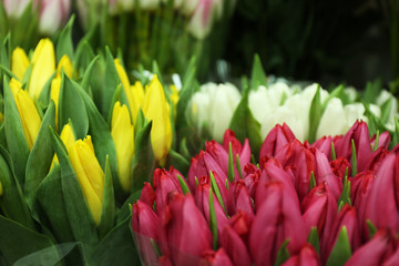 Naklejka premium Fresh bouquets of beautiful tulip flowers, closeup