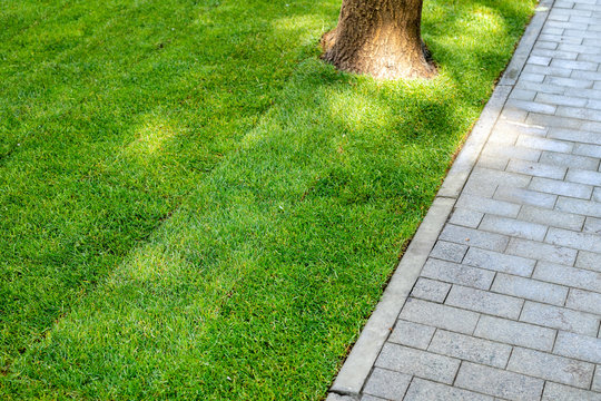 Straigh line of new freshly installed green rolled lawn grass carpet along stone pavement sidewalk at city park or backyard on bright sunny day. Green Gardening landcaping service