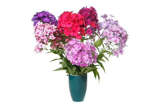 A lush bouquet of multi-colored phlox in a green vase Isolated on a white background.