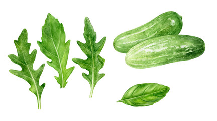 Cucumbers arugula watercolor isolated on white background