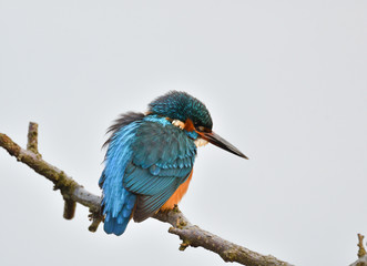 Eisvogel 