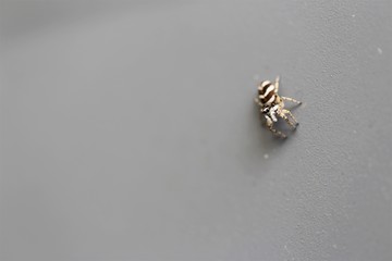 Springspinne