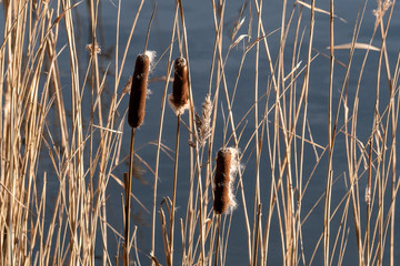 beautiful reeds. dry reed stalks