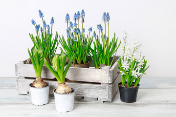 Spring flowers on wooden table, white background.