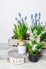 Spring flowers on wooden table, white background.