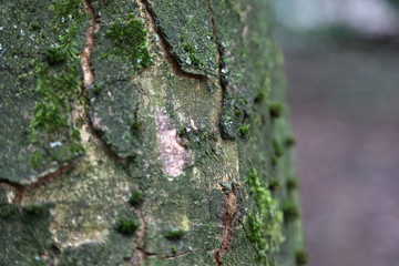 nahaufnahme einer buche im herbst
