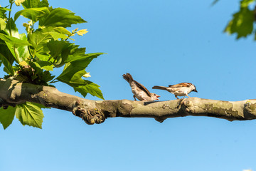 Robin is chirping on a branch green leaves summer blue sky urban nature