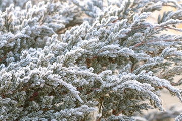 Frosted leaves in the garden.