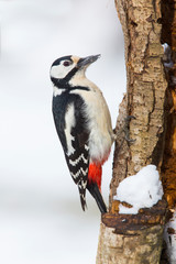 Female Great spotted woodpecker (Dendrocopos major)