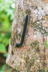 Millipede in the Sinharaja Rainforest of Sri Lanka