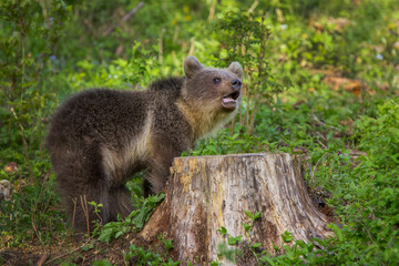 Young brown bear in the forest.