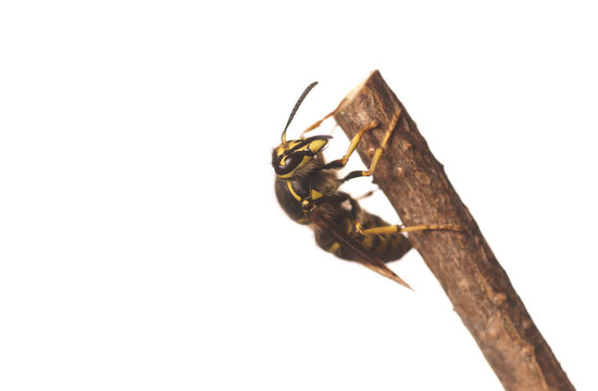 Yellow Jacket - Isolated Wasp