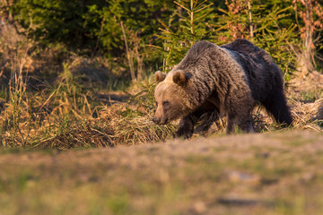 Obraz na płótnie Canvas European Brown Bear (Ursus arctos arctos), in the forest, Slovakia. Wild bear in coniferous forest. Bear looking for food, in the background of spruce forest. .