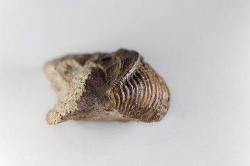 The fossil conch Trigonia costata, from the middle Jurassic of Germany.