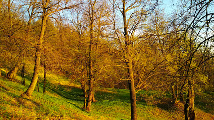 yellow autumn trees in the Park