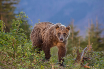 Fototapeta premium European Brown Bear in a forest landscape
