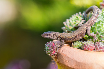 Closeup of alert lizard (Zootoca vivipara)
