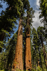Sequoia Redwood Trees reaching for the Clouds
