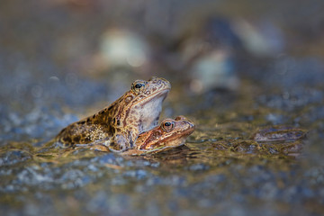Common frog Rana temporaria