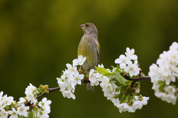 Female Eurasian greenfinch (Chloris chloris) on a blossoming branch