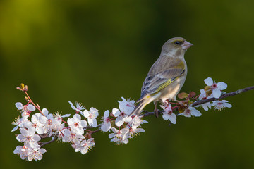 Eurasian greenfinch (Chloris chloris) on a blossoming branch