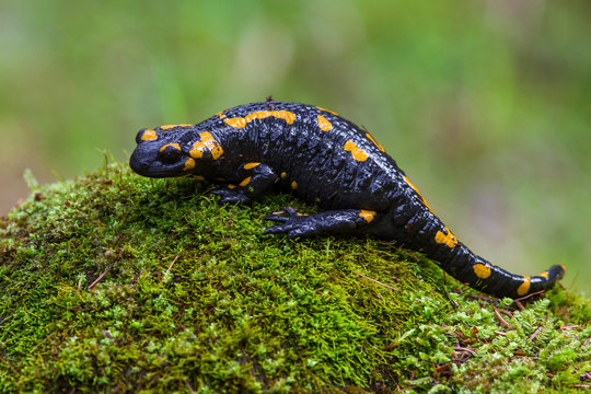 Fire salamander, Salamandra salamandra