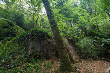 Obraz premium Tank of the Seven Pines, an old reservoir holding water in lush and verdant natural parkland at the Pena Park surrounding the Pena Palace (Palacio Nacional da Pena) in Sintra, Portugal.