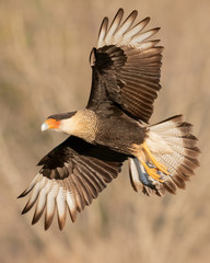 Crested Caracara in flight