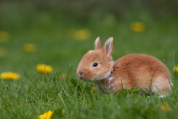 Little rabbit on green grass in summer day