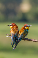 Male and female of European bee-eater. Merops apiaster.