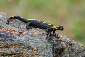 a black yellow spotted fire salamander
