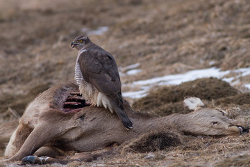 Northern goshwak (Accipiter gentilis)