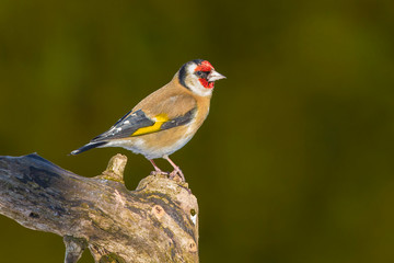 A stunning Goldfinch (Carduelis carduelis) perched on a branch