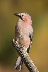 Eurasian jay (Garrulus glandarius) on a rotten stump
