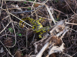 Lagarto en mitad de la naturaleza