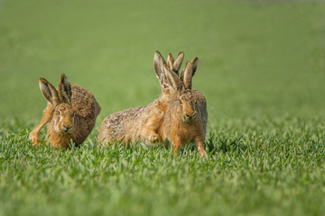 European brown hare (Lepus europaeus)