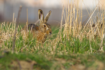 European hare, Lepus europaeus.